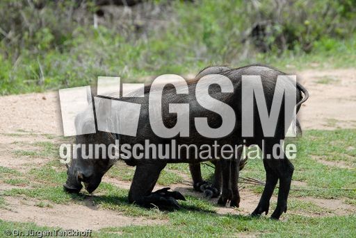 Warzenschwein (4 von 26).jpg